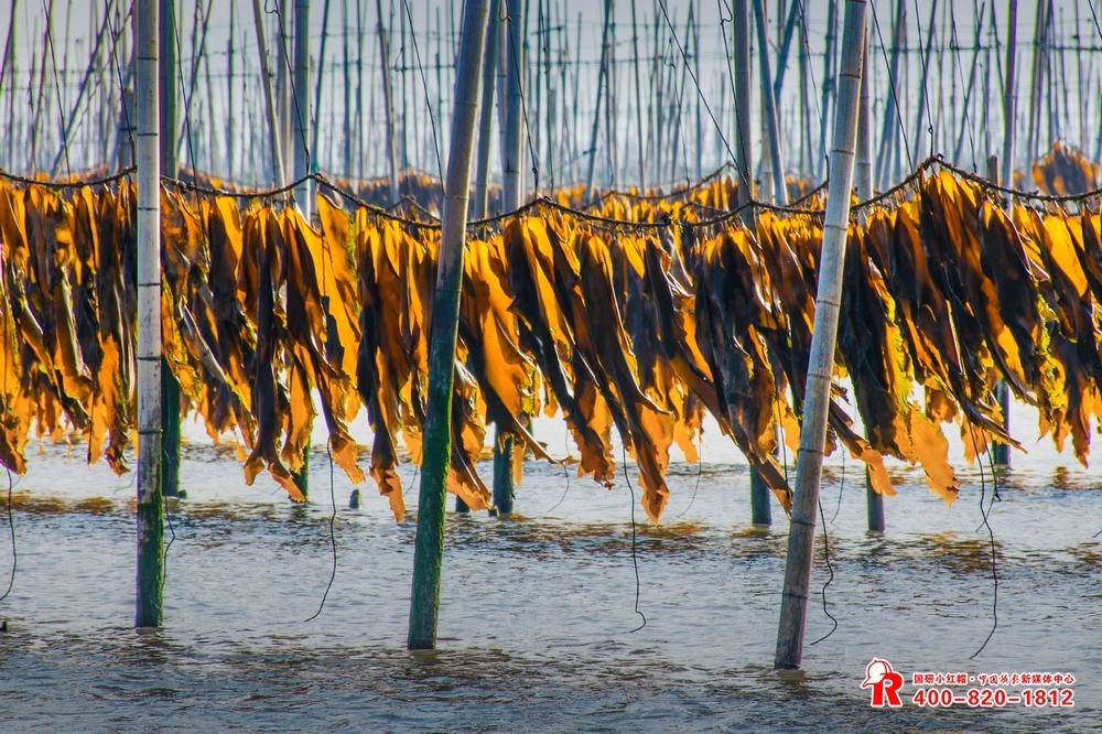 五月海带飘香相约霞浦摄影旅游活动报名中