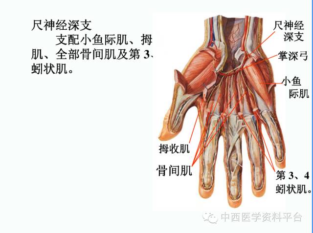 上肢解剖骨骼肌肉神经图