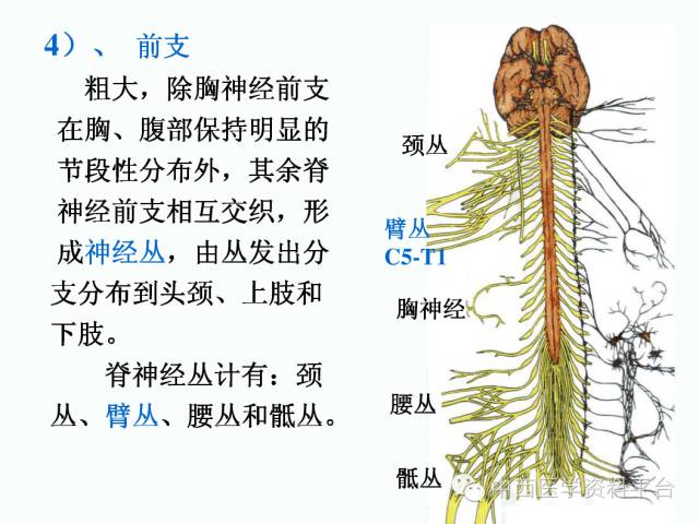 上肢解剖 骨骼肌肉神经图