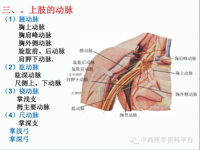 上肢解剖 骨骼肌肉神经图