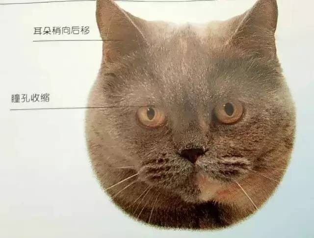 此外,猫有时候还会做出一些动作来表达他们复杂的心情,比如一只耳朵