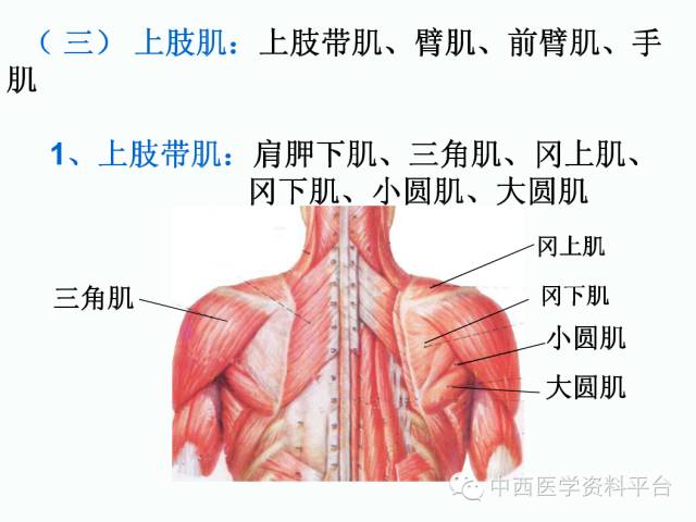 上肢解剖骨骼肌肉神经图