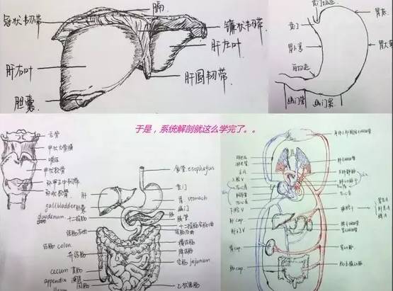 这个北大的姑娘不务正业,却靠着画心肝脾肺肾火爆网络!