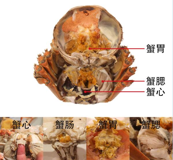 2,螃蟹胃,肠,心,腮都不能吃
