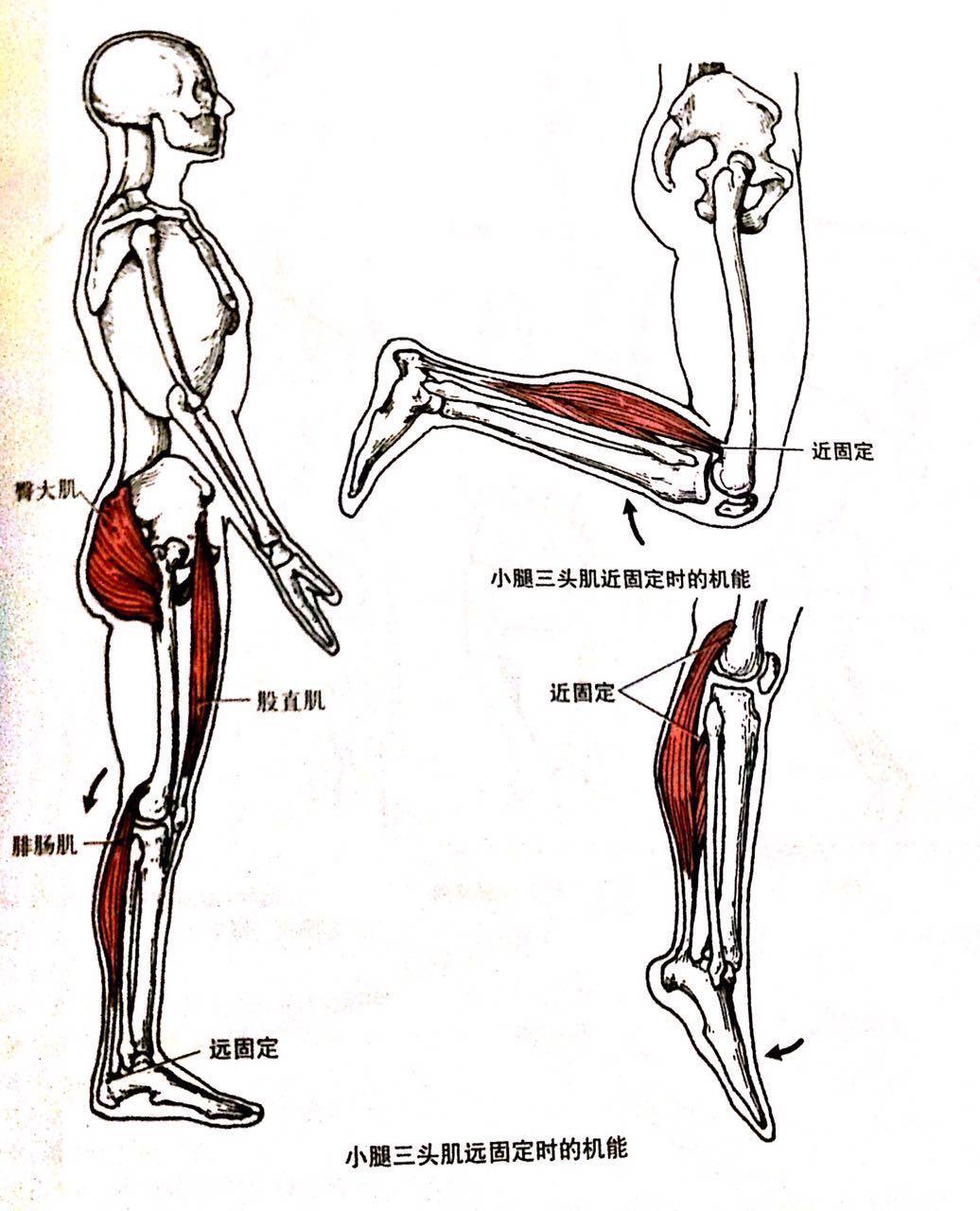 小腿三头肌 小腿三头肌在小腿后面,由浅层的腓肠肌和深层的比目鱼肌