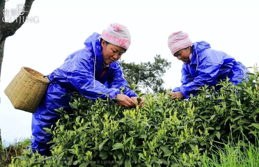 榕江两汪白茶托起村民致富梦