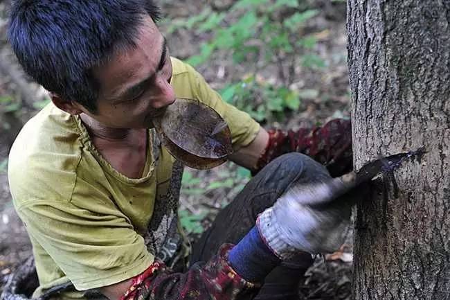 带上头灯和干粮进山,赶在天亮之前要将包干山地的300多棵漆树割上一遍