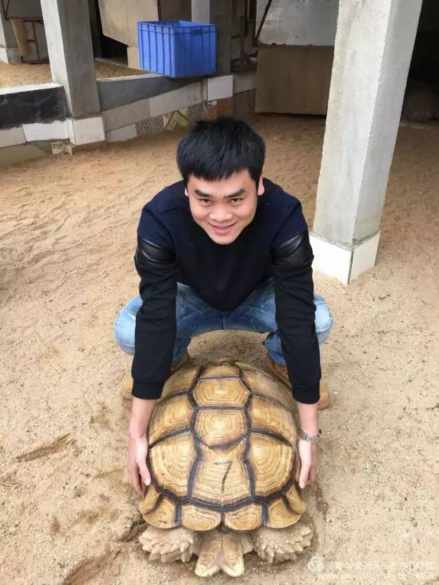 顺泰,建立在东莞的国内最大的陆龟繁育基地