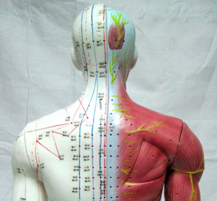 人体模型 鼻腔解剖 標本 漢方 薬局 クリニック 鍼灸 整体 インテリア