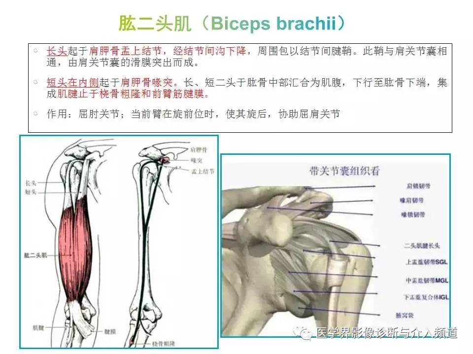 肩关节解剖没你想的那么复杂