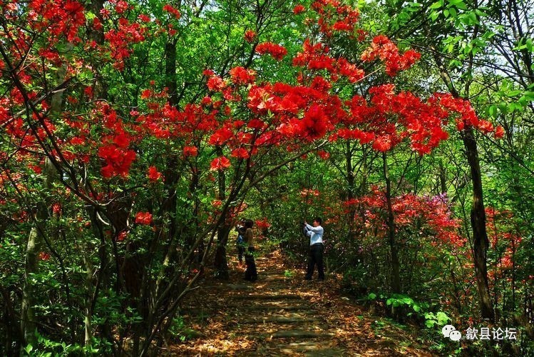 大洪古道--杜鹃花下是石板路