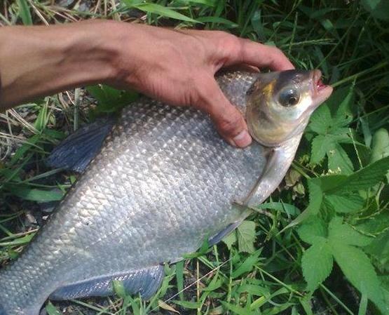 春夏季钓鳊鱼,手把手教你3招鳊鱼不跑!