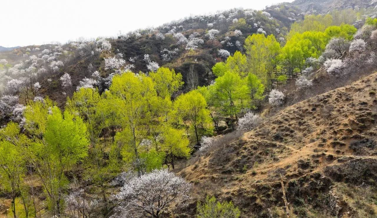 以石为邻,与花为伴—春游易县八百山