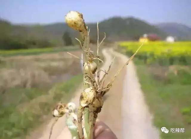 舌尖乡村~念念不忘的美食，醒来就能迷醉的风景