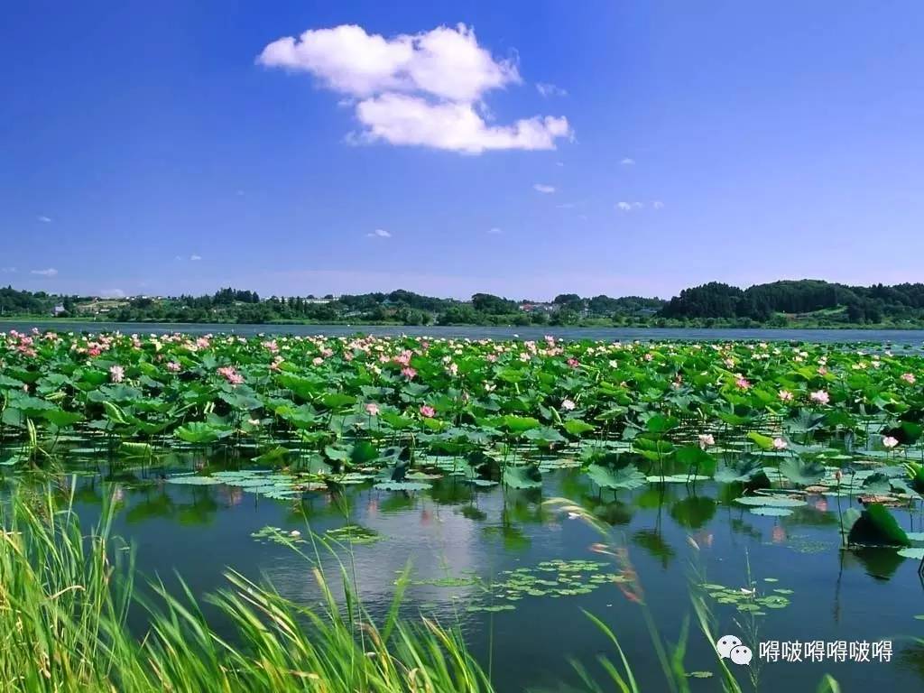 逛水浒影视城,东平湖湿地公园,还能拾鸭蛋,品东平湖鲜