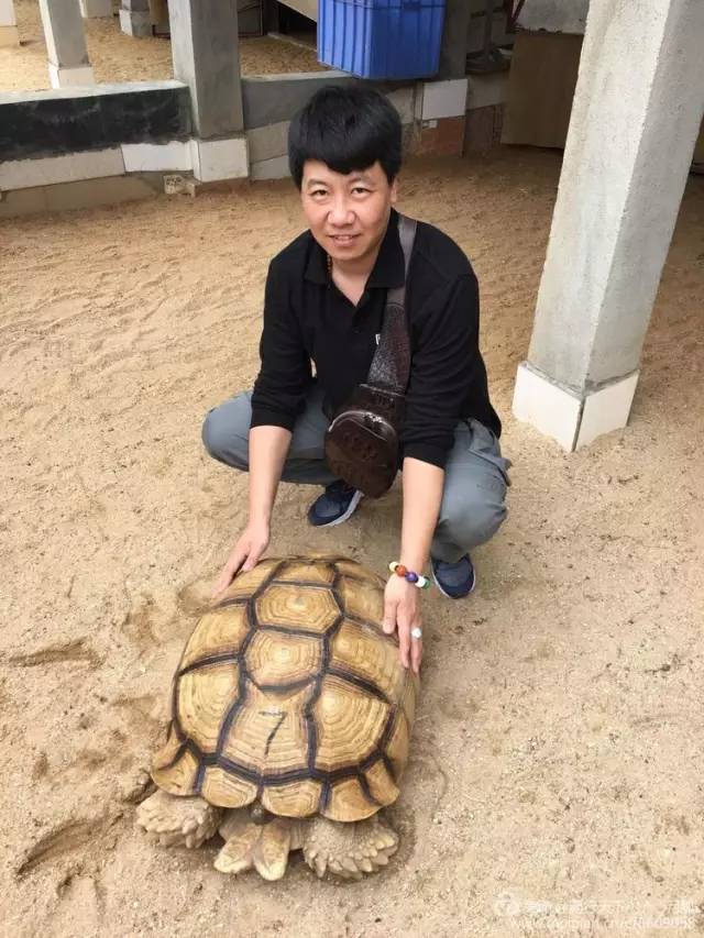 顺泰,建立在东莞的国内最大的陆龟繁育基地