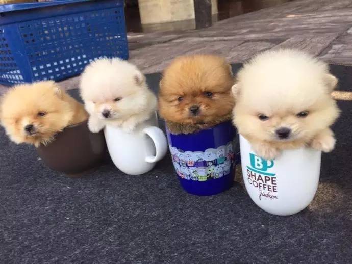 茶杯犬的家怎么搭_茶杯犬怎么画