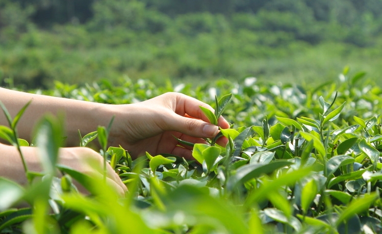 洞庭山碧螺春茶色黄暗正常吗？碧螺春茶叶手工特点