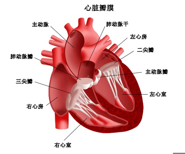 心脏搭脉停博是怎么意思_心脏搭桥是怎么回事