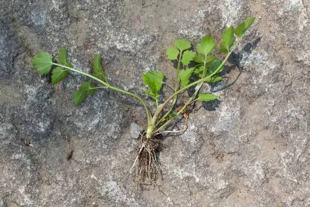 野芹菜(又名石龙芮,水堇)有毒不能食用.野芹菜一般生