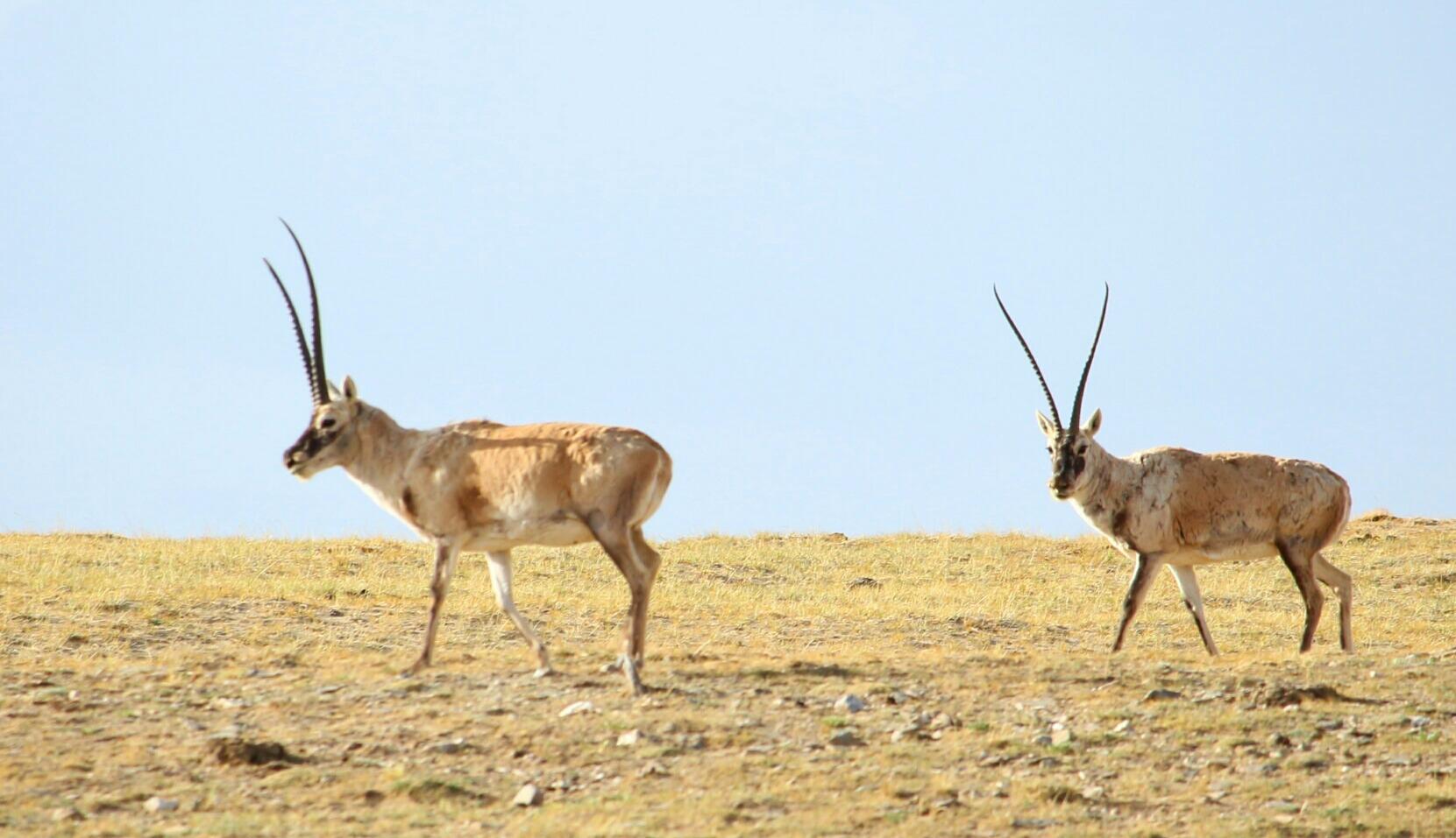 可可西里的藏羚羊_生态_颇可,动物,草原,高原,野生动物