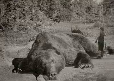 其中棕熊以其巨大身型跻身前三甲 棕熊,亦称"灰熊"(二者即相同) 最大