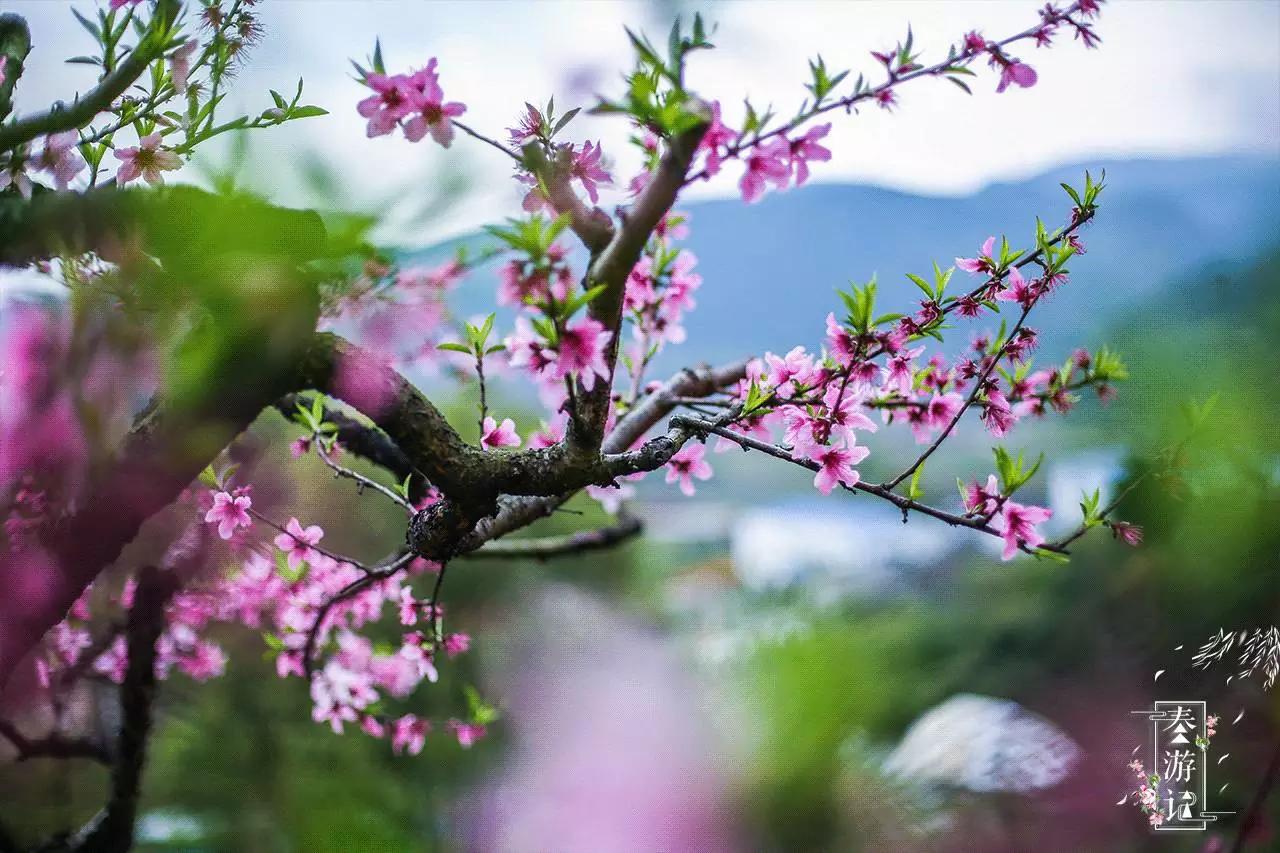 瞻岐春游桃林外古道边芳草碧连天