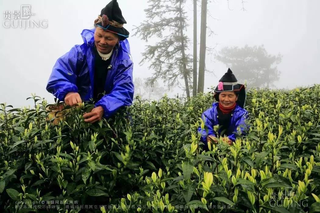 榕江两汪白茶托起村民致富梦