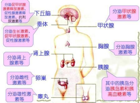 1,生长信息素