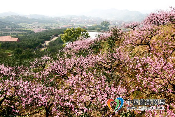 新野县第二届桃花文化节在津湾村拉开帷幕!