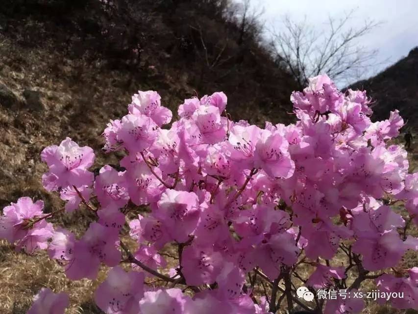 摩天岭赏杜鹃花