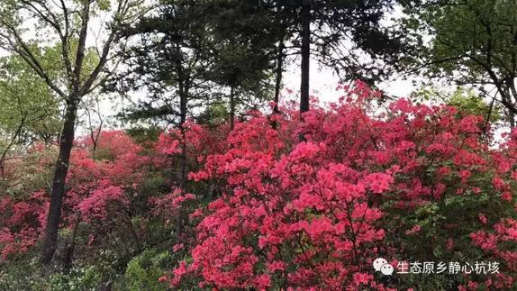 岭上开满杜鹃花 安吉姚村等你来