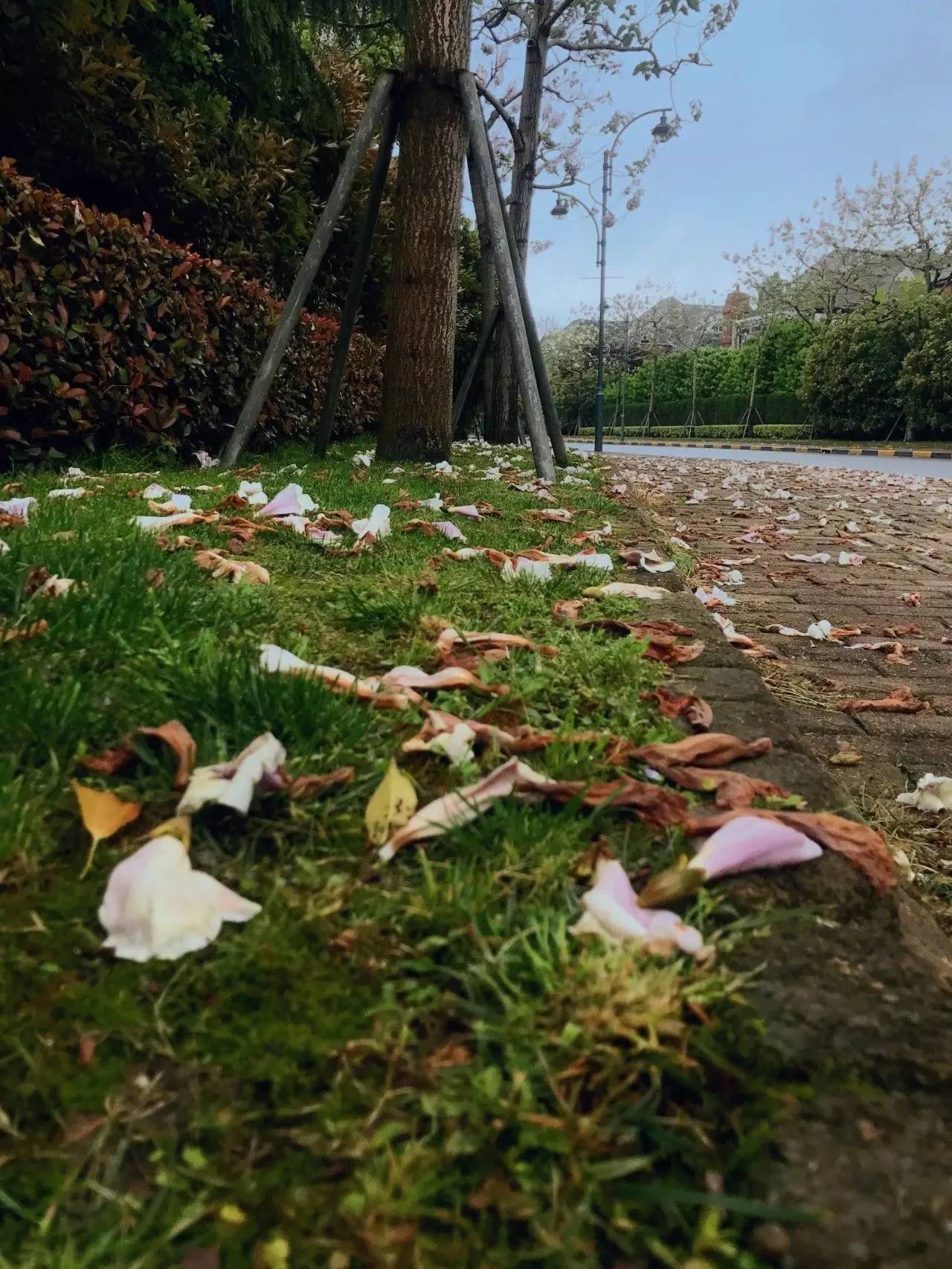 谁说落花无情?松江这场花雨,下得太美了!