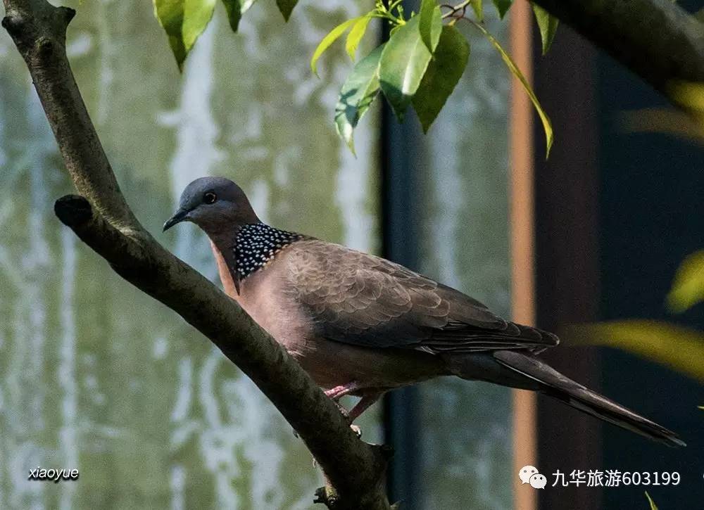 传说,九华山有只"叮当鸟"