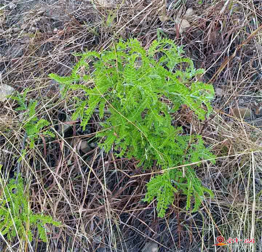 苦刺根,叶,花及果实皆可入药,有清热解毒 ,利湿消肿,理气消积等功效.