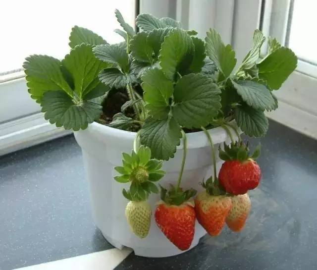 你还在买草莓吗?你家阳台就能种出来,很简单!