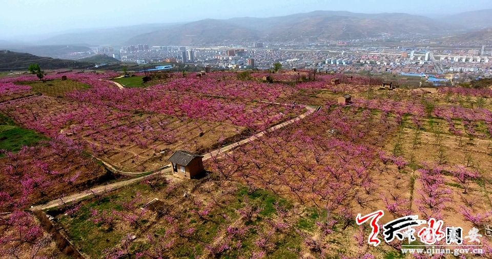 秦安桃花会中国桃乡秦安赏花正当时