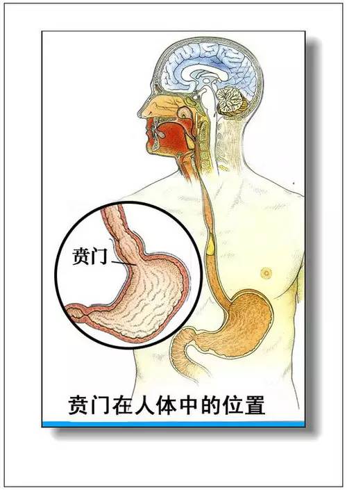 人体器官分部彩图大全