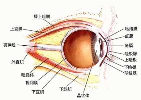 眼睑肌肉痉挛怎么办