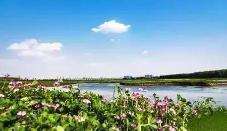 位于武汉市东西湖区的府河湿地柏泉段,因是武汉惟一能够每年都看得到