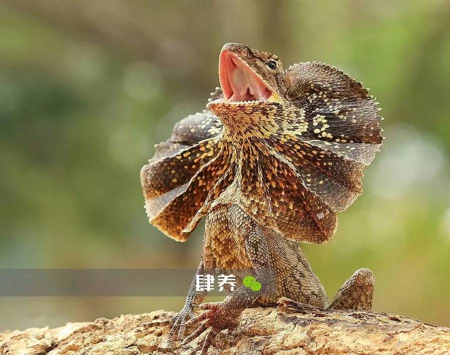 遇见敌人就撑伞恐吓,吓不住站起来就狂奔的伞蜥!居然