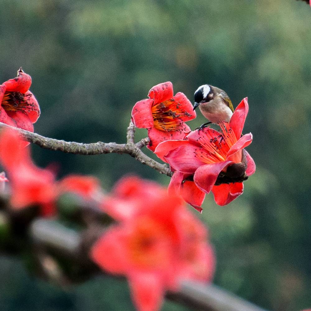 花·时间|不错过每个花满枝桠