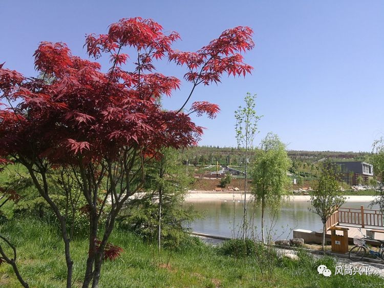 兴平湖边花木奇 春风荡漾景色新