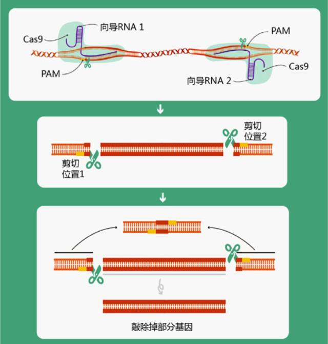 亲核蛋白进入细胞核的供gdp_最亲的人简谱