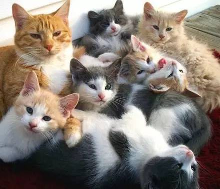 宠物 正文  一网友不服 于是想拍摄家里10只小猫咪乖乖的画面 结果,玩