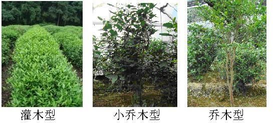 一部分经人工种植驯化改良虽植株已趋矮小,但仍保留了乔木型茶树特性