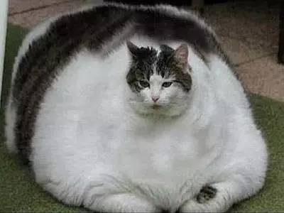 不过呢,猫猫果然还是胖点可爱~只要别太胖,圆滚滚的胖肚子格外让人