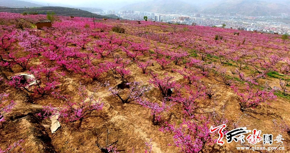 【秦安桃花会】"中国桃乡"秦安赏花正当时