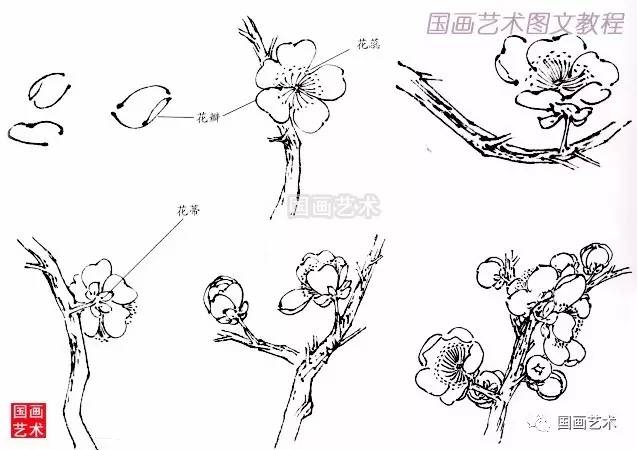 梅花的结构本内容摘录自江苏美术出版社《学吴昌硕齐白石画梅》,胡