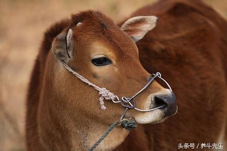 肉牛犊穿鼻的方法和技巧